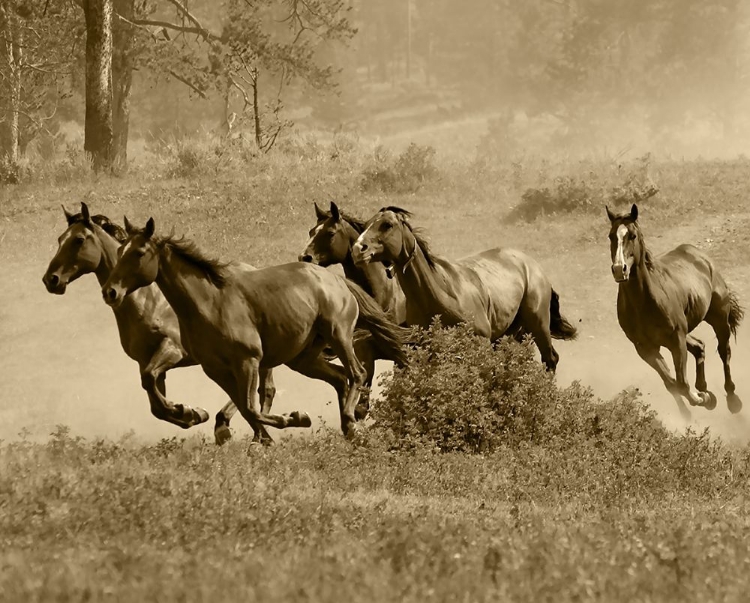 Picture of WILD HORSES II