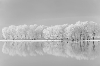 Picture of SNOW TREES ALONG THE LAKE
