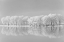 Picture of SNOW TREES ALONG THE LAKE