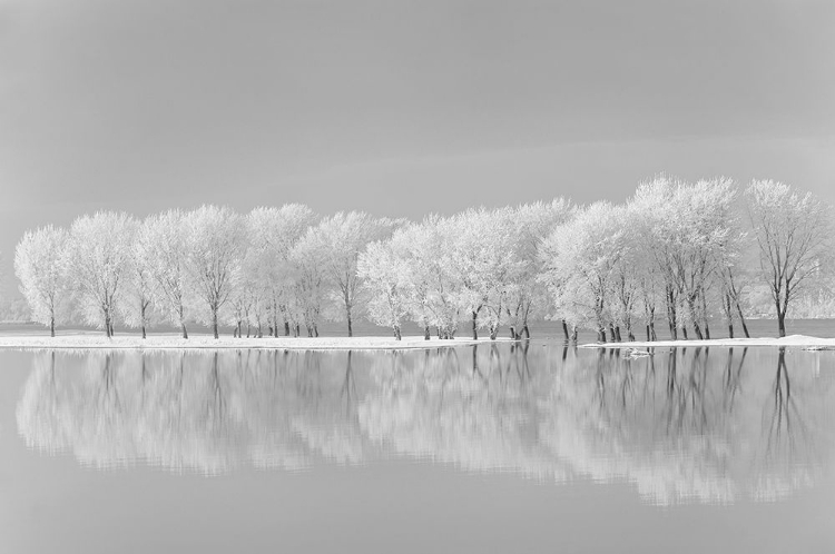 Picture of SNOW TREES ALONG THE LAKE