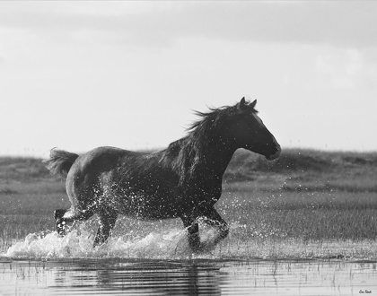 Picture of RUN LIKE THE WIND