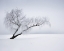 Picture of SOLITUDE
