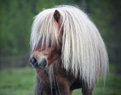 Picture of LITTLE PONY