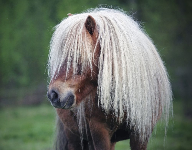 Picture of LITTLE PONY