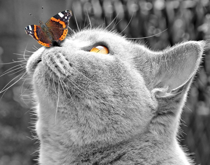 Picture of BUTTERFLY ON NOSE