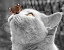 Picture of BUTTERFLY ON NOSE
