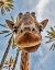 Picture of HERE IS LOOKING AT YOU KID
