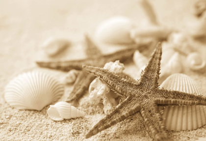 Picture of STARFISH AND SEASHELLS