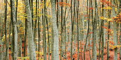 Picture of BEECH FOREST