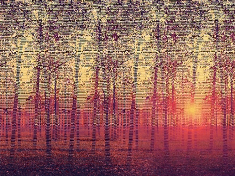 Picture of POPLAR TREES IN THE SETTING SUN