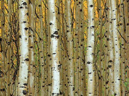 Picture of GOLDEN ASPENS
