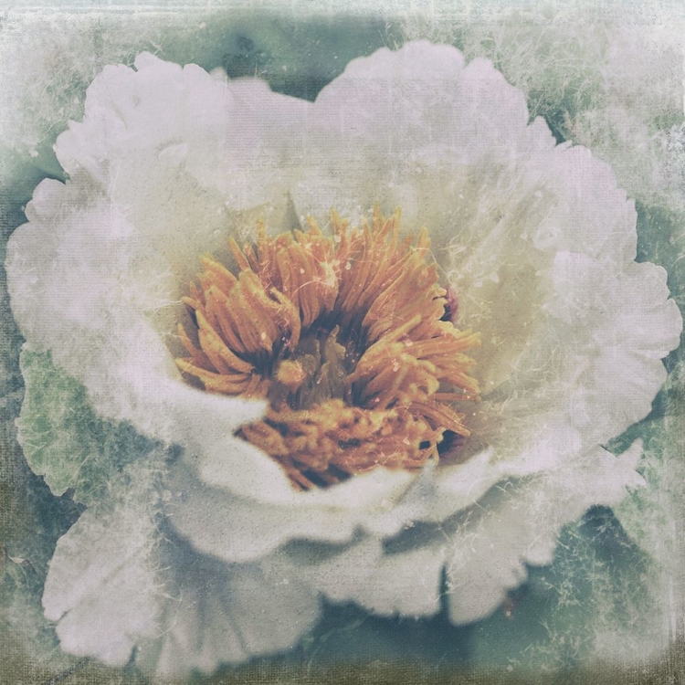 Picture of NOSTALGIC PEONY BLOSSOM