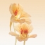 Picture of NASTURTIUM