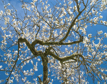 Picture of ALMOND BLOSSOMS IN SPRING