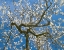 Picture of ALMOND BLOSSOMS IN SPRING