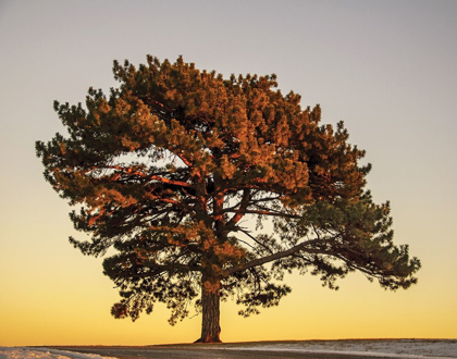 Picture of PINE AT SUNSET
