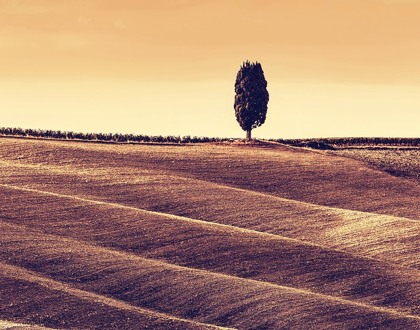 Picture of HARVEST SEASON IN TUSCANY