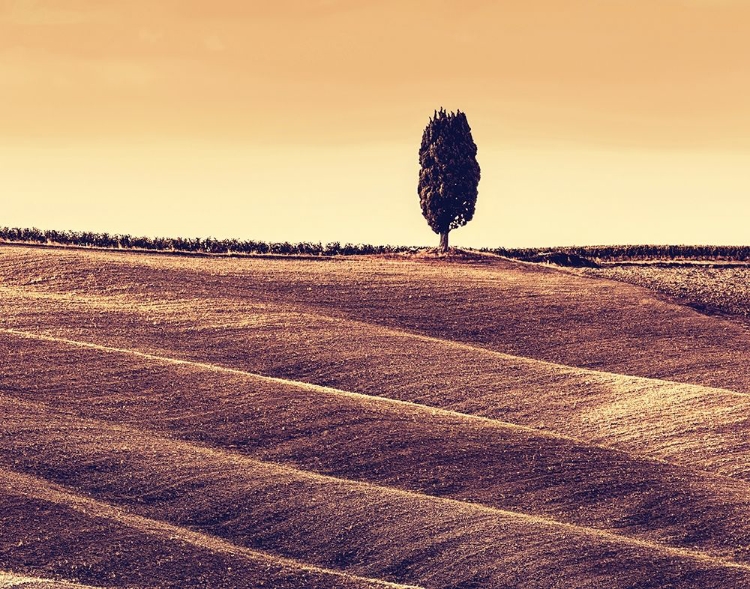 Picture of HARVEST SEASON IN TUSCANY