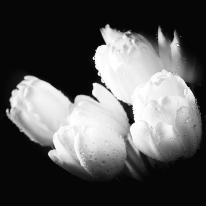 Picture of WATER DROPLETS ON WHITE TULIPS