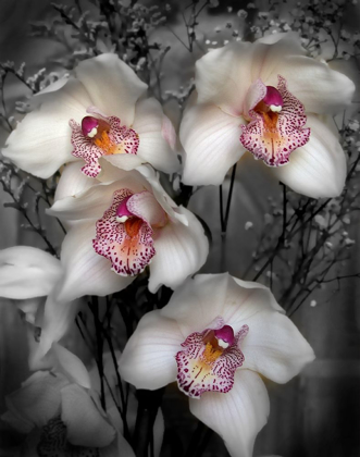 Picture of CYMBIDIUM ORCHID WHITE