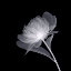 Picture of FULL BLOOM