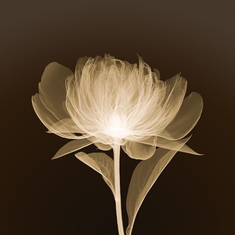 Picture of FULL BLOOM (SEPIA)