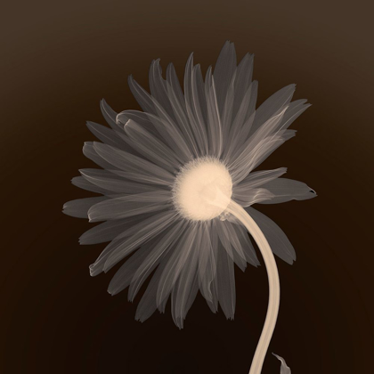 Picture of SUNBURST PETALS (SEPIA)