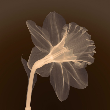 Picture of VEILED BLOSSOM (SEPIA)