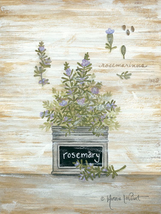 Picture of ROSEMARY BOTANICAL