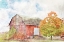 Picture of AUTUMN MAPLE BY THE BARN