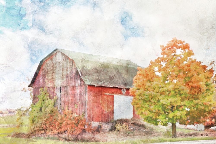 Picture of AUTUMN MAPLE BY THE BARN