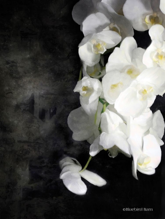 Picture of CONTEMPORARY WHITE ORCHIDS
