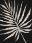 Picture of PALM FROND WOOD GRAIN IV