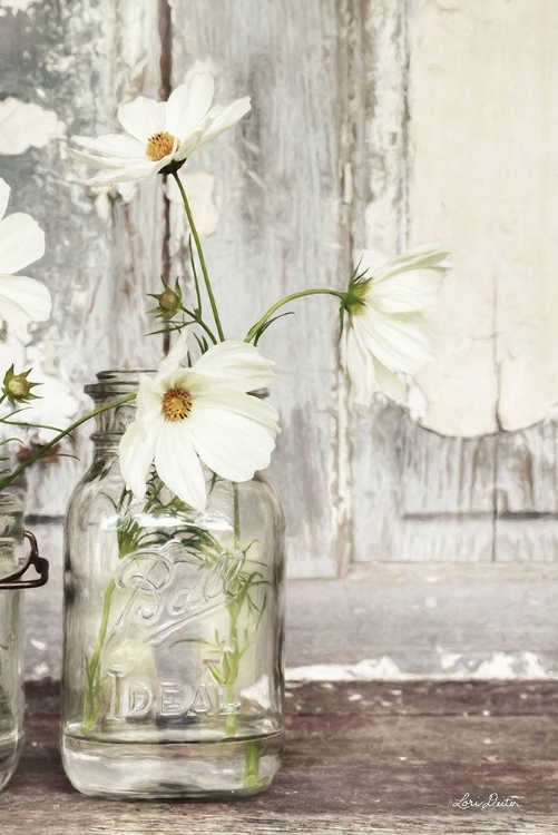 Picture of WHITE BLOSSOMS