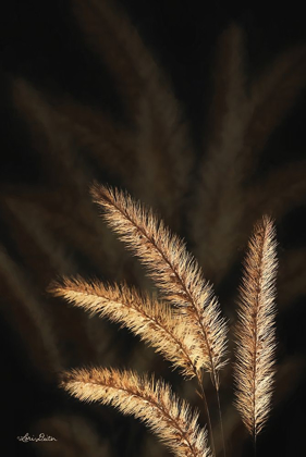 Picture of GOLDEN GRASS I
