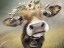 Picture of MOOMOO