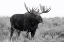 Picture of GRAND TETON BULL MOOSE