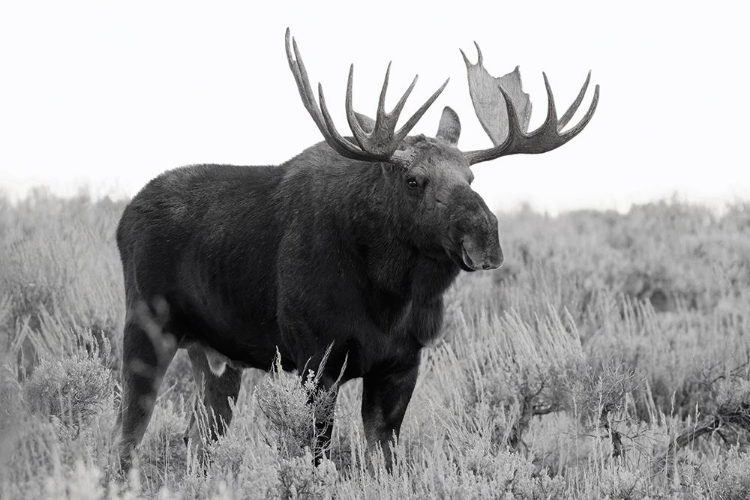 Picture of GRAND TETON BULL MOOSE