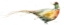 Picture of HARVEST PHEASANT