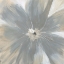 Picture of SILVER BLOOM