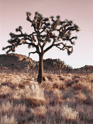 Picture of JOSHUA TREE