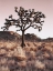 Picture of JOSHUA TREE