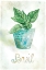 Picture of POTTED BASIL