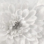 Picture of DAHLIA
