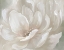 Picture of PEACH PERFECT