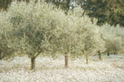 Picture of PAINTOGRAPH OLIVE TREES
