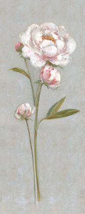 Picture of PEONY MAGIC I