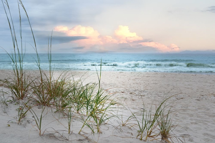 Picture of BEACH DRIFTWOOD