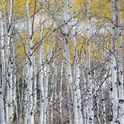 Picture of MOUNTAIN ASPEN
