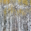 Picture of MOUNTAIN ASPEN